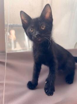 Renegade -  Domestic Short Hair Cat for Adoption in Mcpherson, Kansas - Renegade | PetCurious