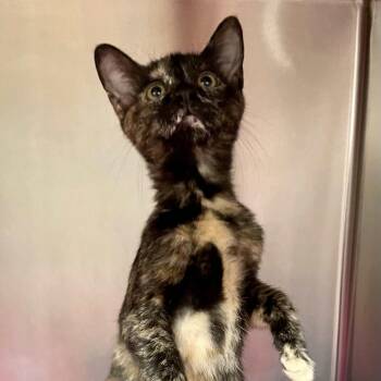 Ruby -  Domestic Short Hair Cat for Adoption in Beaumont, Texas - Ruby | PetCurious