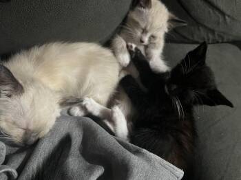 Mirage -  Domestic Medium Hair Cat for Adoption in Fruit Heights, Utah - Mirage | PetCurious