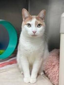 Domestic Short Hair Cats Available for Adoption - Maple | PetCurious