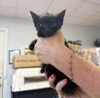 Jeff Gordon -  Domestic Short Hair Cat for Adoption in Columbia, South Carolina - Jeff Gordon | PetCurious