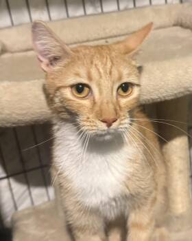 Jenny Meower -  Domestic Short Hair and Tabby Cat for Adoption in Chandler, Arizona - Jenny Meower | PetCurious