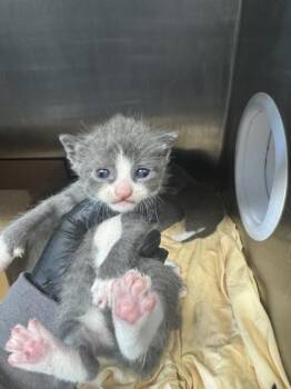 Skinny Jeans -  Domestic Short Hair Cat for Adoption in West Chester, Pennsylvania - Skinny Jeans | PetCurious