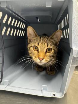 Karst -  Domestic Short Hair Cat for Adoption in Bloomington, Indiana - Karst | PetCurious