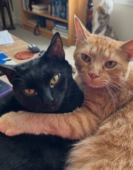 Loki -  Domestic Short Hair Cat for Adoption in Pittsboro, North Carolina - Loki | PetCurious