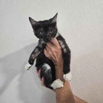 Bippity -  Domestic Short Hair Cat for Adoption in Spokane, Washington - Bippity | PetCurious
