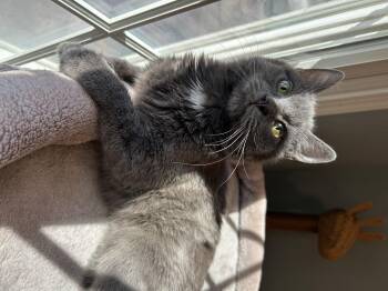 Rescue Domestic Short Hair Cats for Adoption in Wayne, New Jersey - Asher | PetCurious