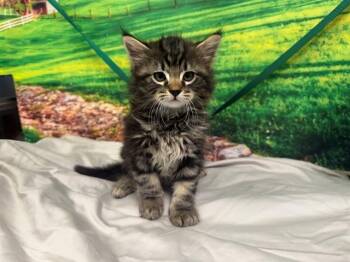 SOLOMAN -  Domestic Medium Hair Cat Available for Adoption in Moreno Valley, California - SOLOMAN | PetCurious