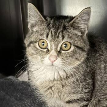 Rescue Domestic Short Hair Cats for Adoption in North Myrtle Beach, South Carolina - Gio | PetCurious