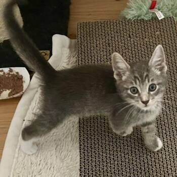 Ridge -Red -  Domestic Short Hair Cat for Adoption in East Hanover, New Jersey - Ridge -Red | PetCurious
