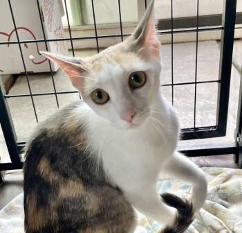 Rescue Calico Cats for Adoption in Midway City, California - Lily | PetCurious