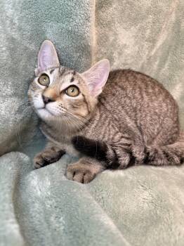 Sweetie Pie -  Domestic Short Hair and Tabby Cat for Adoption in Greensboro, North Carolina - Sweetie Pie | PetCurious