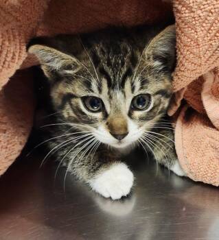 Elsie -  Domestic Short Hair Cat for Adoption in Vancouver, Washington - Elsie | PetCurious