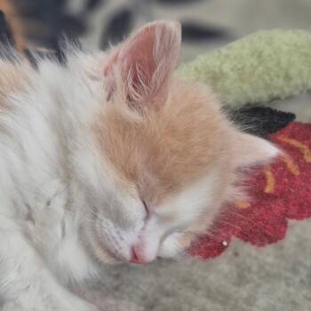 Simon -  Domestic Long Hair Cat for Adoption in Idaho Falls, Idaho - Simon | PetCurious