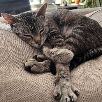 Forget-me-not -  Domestic Short Hair Cat for Adoption in Evanston, Illinois - Forget-me-not | PetCurious