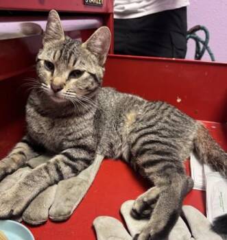 Bell -  Domestic Short Hair Cat for Adoption in El Paso, Texas - Bell | PetCurious