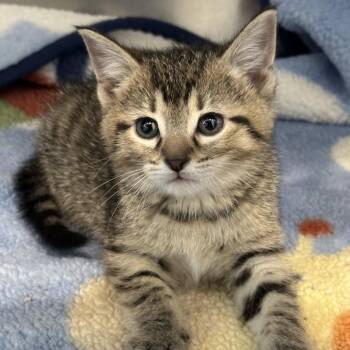 Cup -  Domestic Short Hair Cat for Adoption in Matteson, Illinois - Cup | PetCurious