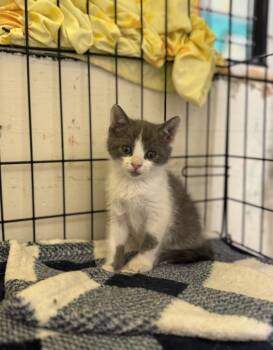 Rescue Domestic Short Hair Cats for Adoption in Chicago, Illinois - Dunkin | PetCurious