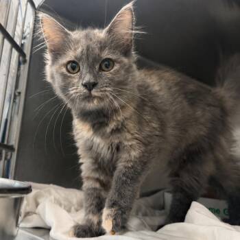 Red Velvet -  Domestic Medium Hair Cat for Adoption in Troy, Virginia - Red Velvet | PetCurious