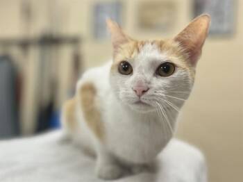 Domestic Short Hair Cats Available for Adoption in Aliquippa, Pennsylvania - SUN | PetCurious