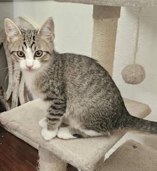 26-37 Louisa -  Domestic Short Hair Cat for Adoption in St. Helens, Oregon - 26-37 Louisa | PetCurious