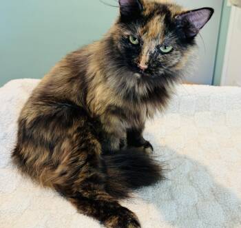 Hyacinth & Harlow -  Domestic Long Hair Cat for Adoption in Lucedale, Mississippi - Hyacinth & Harlow | PetCurious