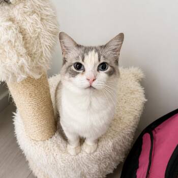 Sunshine -  Ragdoll Cat for Adoption in Silver Spring, Maryland - Sunshine | PetCurious