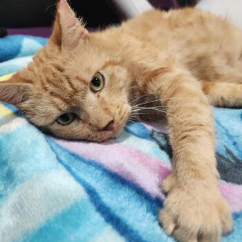 Sunny -  Domestic Short Hair Cat for Adoption in Buffalo, New York - Sunny | PetCurious
