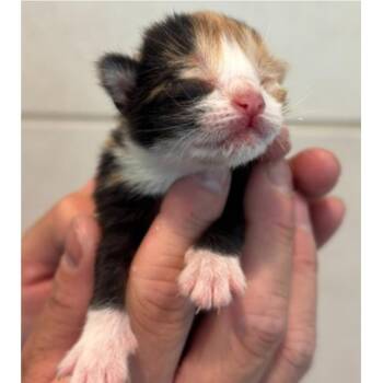 Domestic Short Hair Cats Available for Adoption in Midland, Texas - FWT Harmony | PetCurious