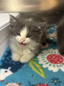 Domestic Medium Hair Cats Available for Adoption in Black River Falls, Wisconsin - Cloud | PetCurious