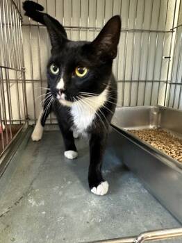 Rescue Domestic Short Hair Cats for Adoption in Rock Springs, Wyoming - Cow | PetCurious