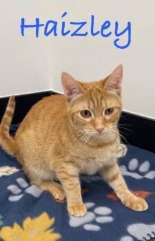 Haizley -  Tabby Cat for Adoption in Casselberry, Florida - Haizley | PetCurious