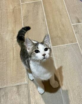 Yvette -  Domestic Short Hair Cat for Adoption in Lacon, Illinois - Yvette | PetCurious