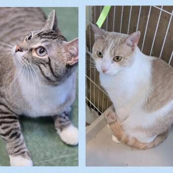 Marble Cake & Turtle Crunch -  Domestic Short Hair Cat for Adoption in Mokena, Illinois - Marble Cake & Turtle Crunch | PetCurious