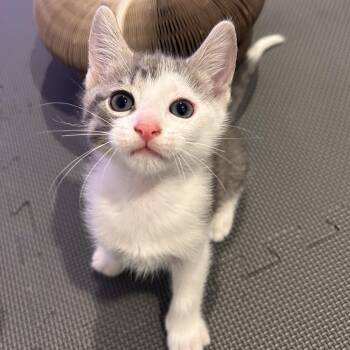 Domestic Short Hair and Tabby Cats Available for Adoption in Germansville, Pennsylvania - Luke (bonded With Leia) | PetCurious
