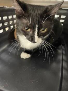 Stevie Wicks -  Domestic Medium Hair and Domestic Short Hair Cat for Adoption in Daytona Beach, Florida - Stevie Wicks | PetCurious