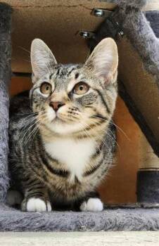 Domestic Short Hair Cats Available for Adoption in Chester, New Jersey - Chewie | PetCurious