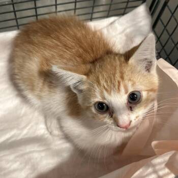 IVHS-Stray-140398 -  Domestic Short Hair Cat for Adoption in San Gabriel, California - IVHS-Stray-140398 | PetCurious