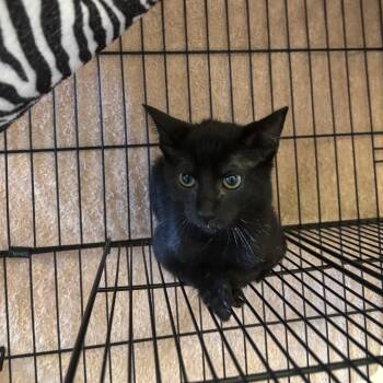 Ace -  Domestic Short Hair Cat for Adoption in Webster, Texas - Ace | PetCurious