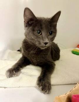 Nimsy -  Domestic Short Hair Cat for Adoption in Fairfax, Virginia - Nimsy | PetCurious
