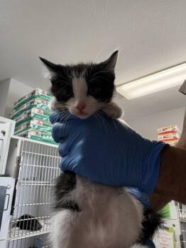 Spin -  Domestic Short Hair Cat for Adoption in Bolivar, Missouri - Spin | PetCurious