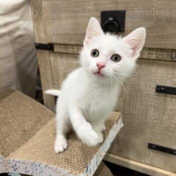 Rescue Domestic Short Hair Cats for Adoption in Fishers, Indiana - Twizzler | PetCurious