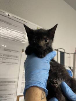 Fie -  Domestic Short Hair Cat for Adoption in Bolivar, Missouri - Fie | PetCurious