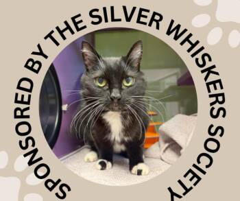 ANGELICA -  Domestic Short Hair Cat for Adoption in Santa Cruz, California - ANGELICA | PetCurious