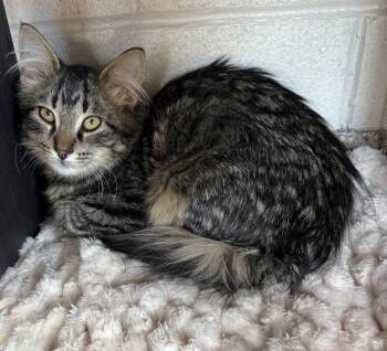 Domestic Medium Hair Cats Available for Adoption - Anthony | PetCurious