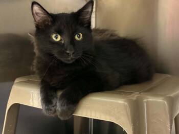 Toothless -  Domestic Medium Hair Cat for Adoption - Toothless | PetCurious