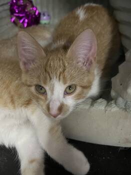 Harriet -  Domestic Short Hair and Tabby Cat for Adoption in Zimmerman, Minnesota - Harriet | PetCurious