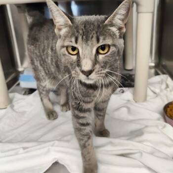 Celeste -  Domestic Short Hair Cat for Adoption in Jersey City, New Jersey - Celeste | PetCurious