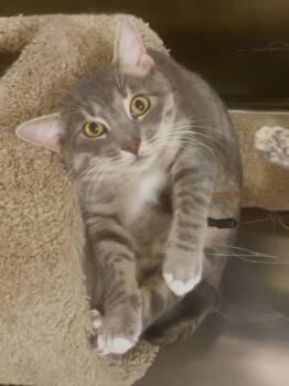 Rescue Domestic Short Hair Cats for Adoption in Baton Rouge, Louisiana - Dean | PetCurious