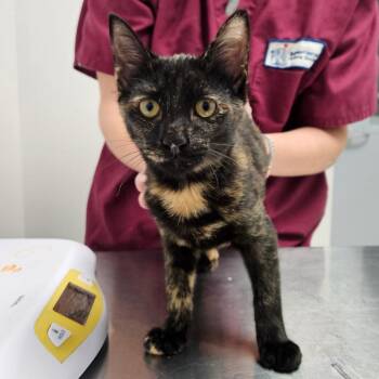 Fable -  Domestic Short Hair Cat for Adoption in Oneonta, New York - Fable | PetCurious